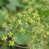 Coriandrum sativum L.
